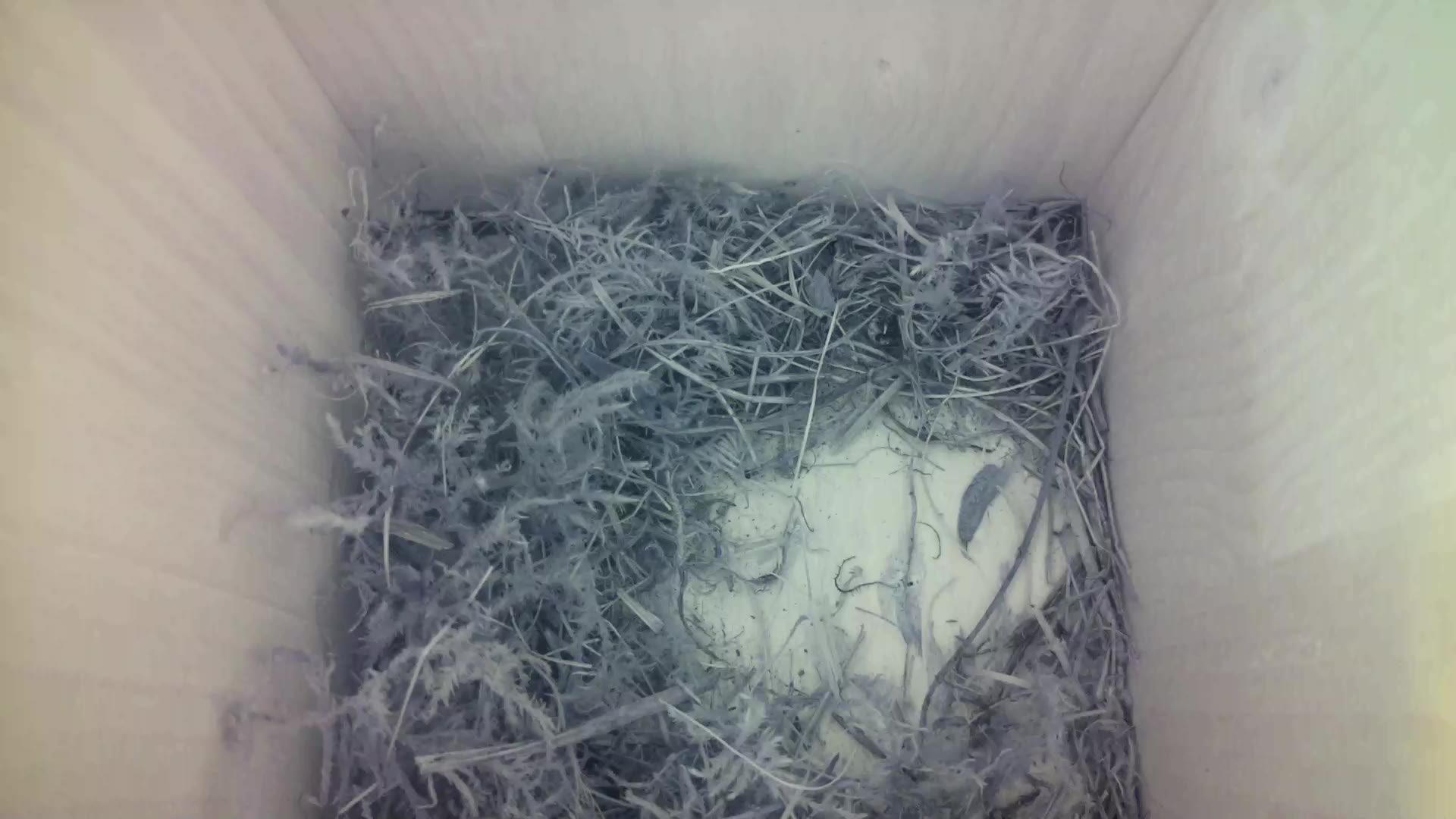 Aufnahme aus dem Vogelhaus