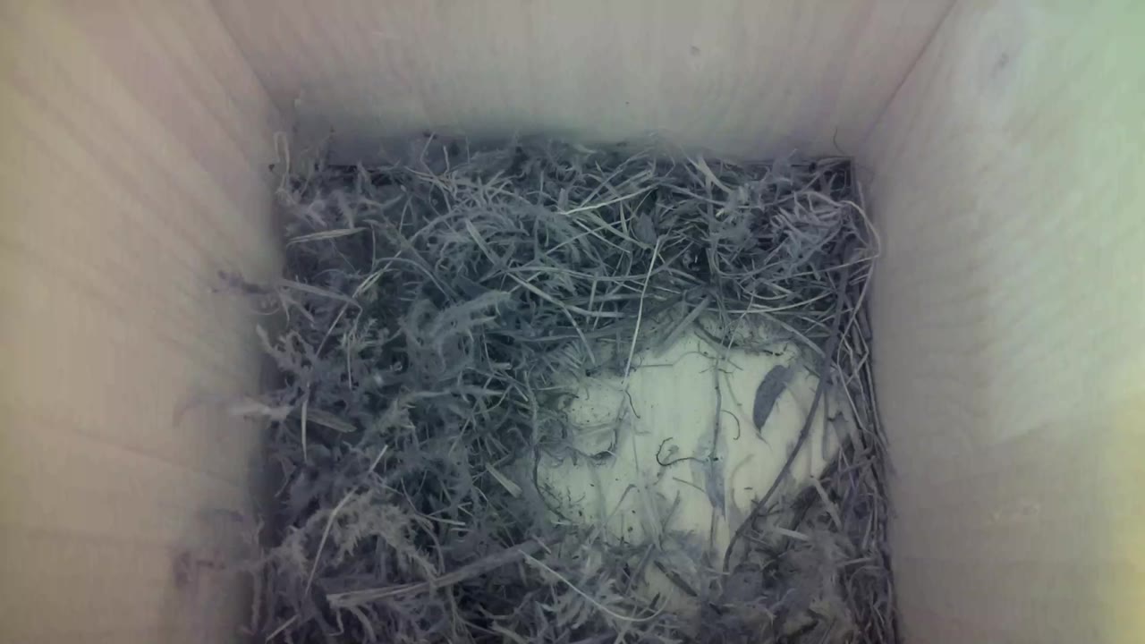 Aufnahme aus dem Vogelhaus