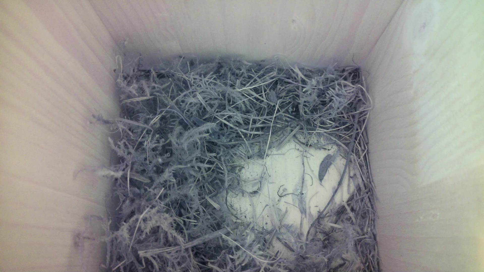 Aufnahme aus dem Vogelhaus