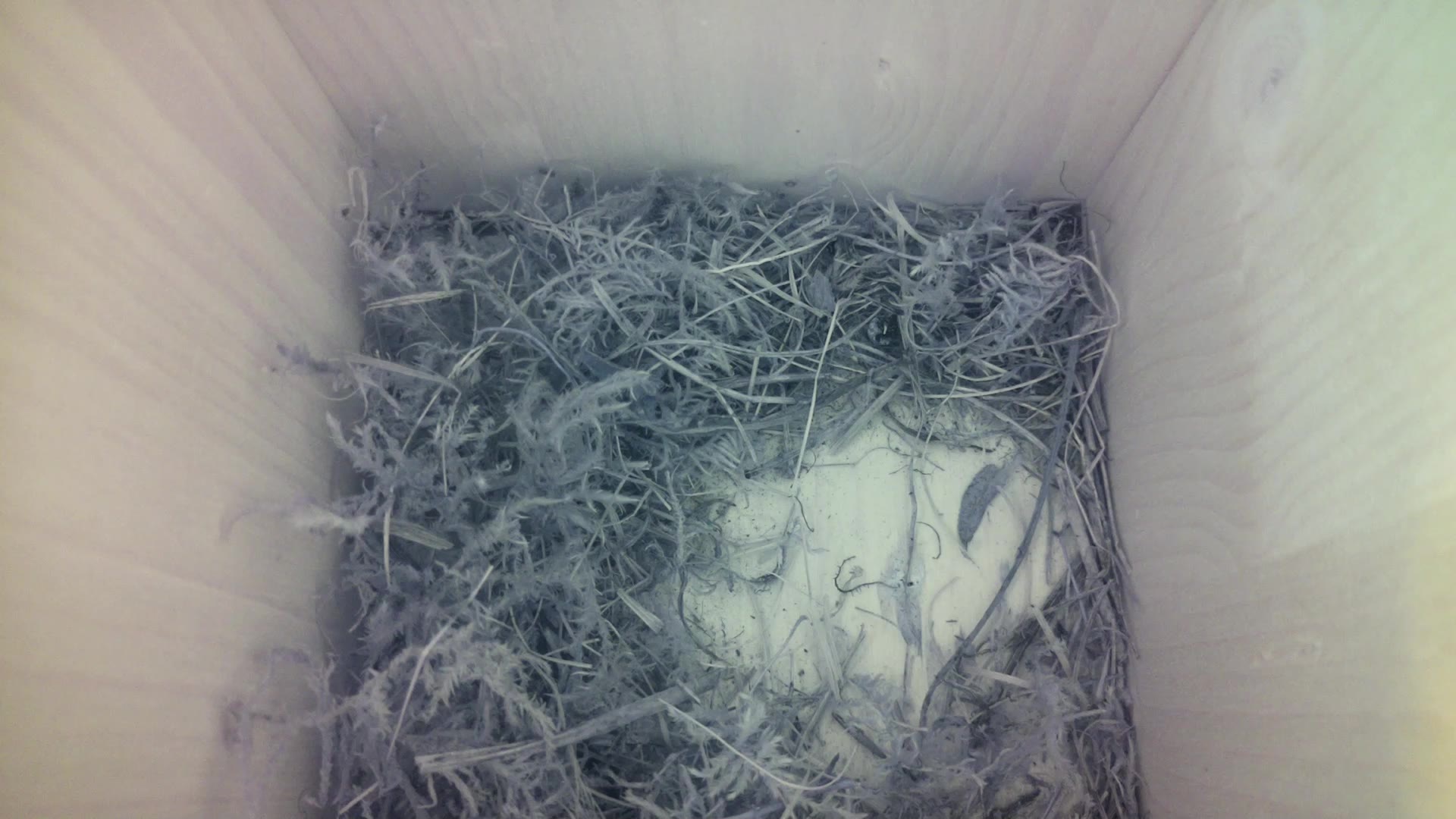 Aufnahme aus dem Vogelhaus