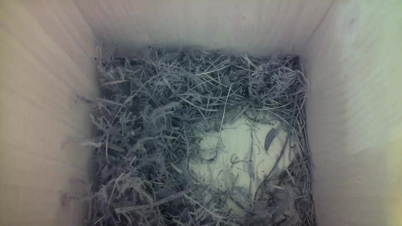 Aufnahme aus dem Vogelhaus