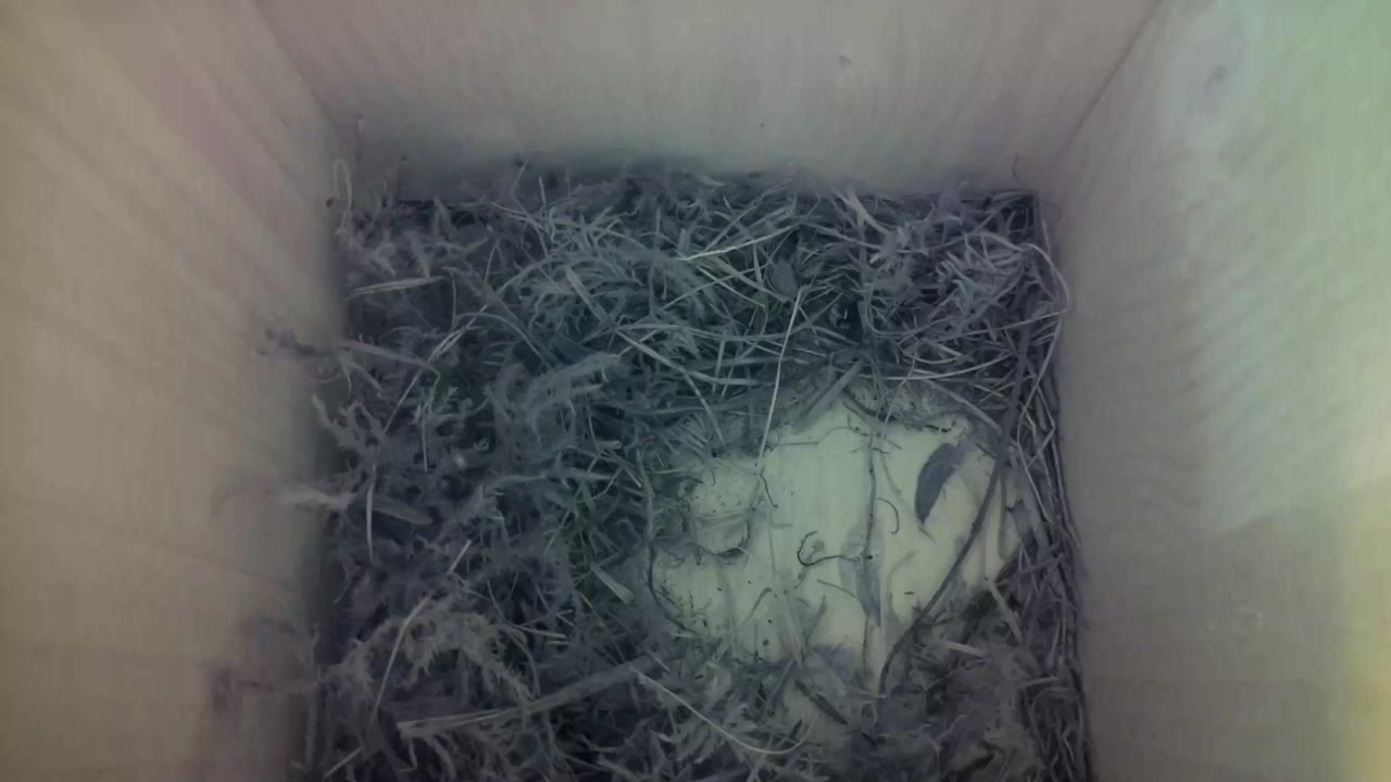 Aufnahme aus dem Vogelhaus