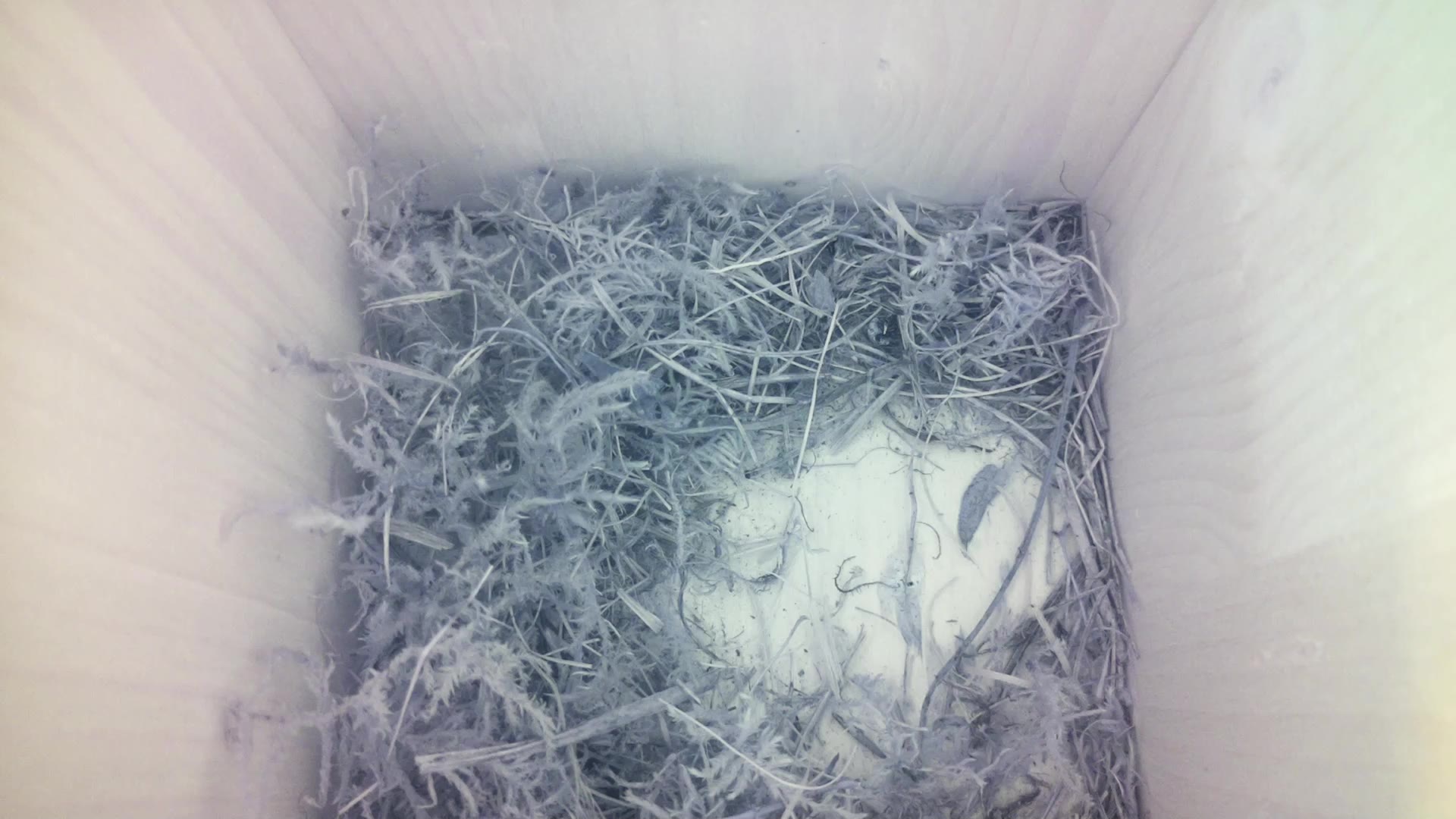 Aufnahme aus dem Vogelhaus