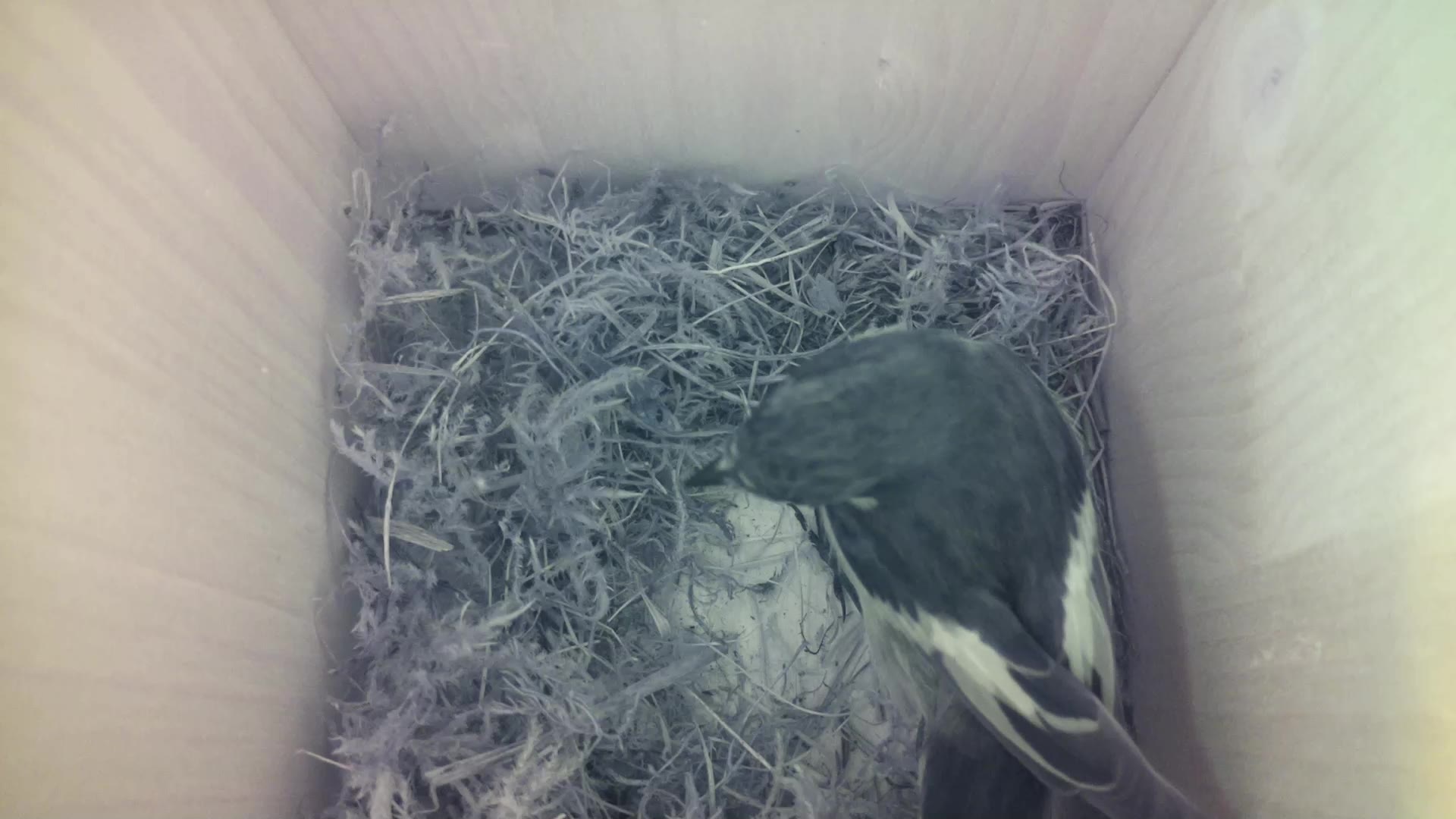 Aufnahme aus dem Vogelhaus