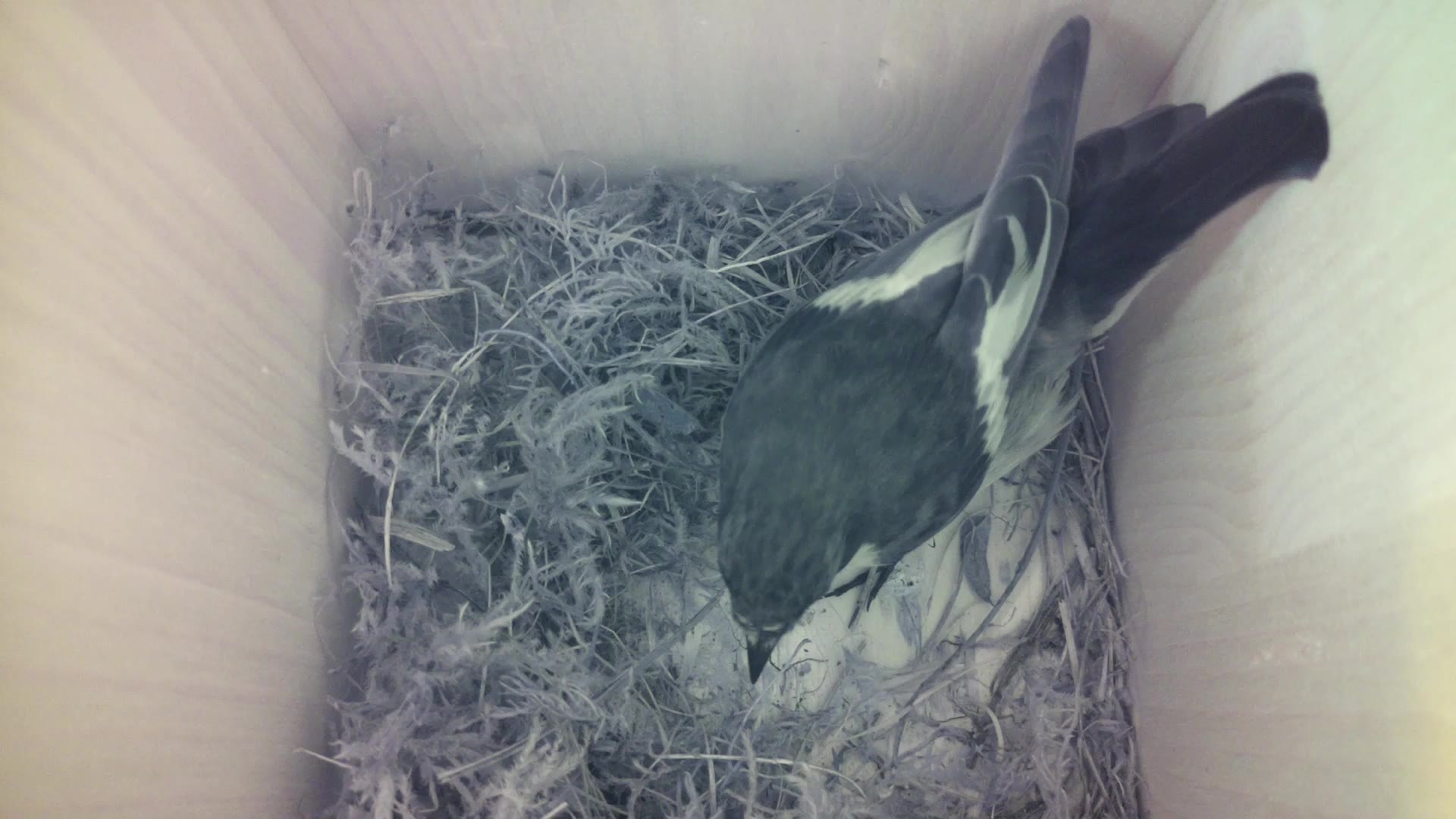 Aufnahme aus dem Vogelhaus
