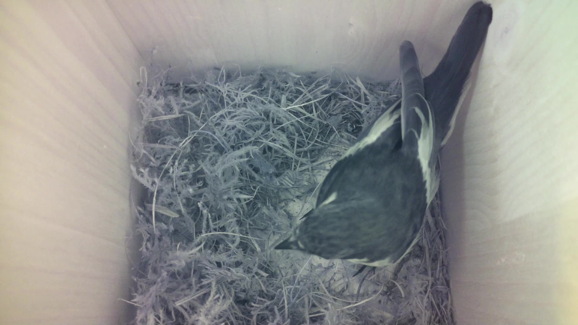 Aufnahme aus dem Vogelhaus