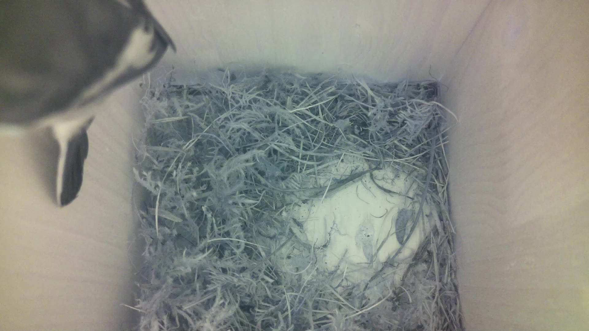 Aufnahme aus dem Vogelhaus