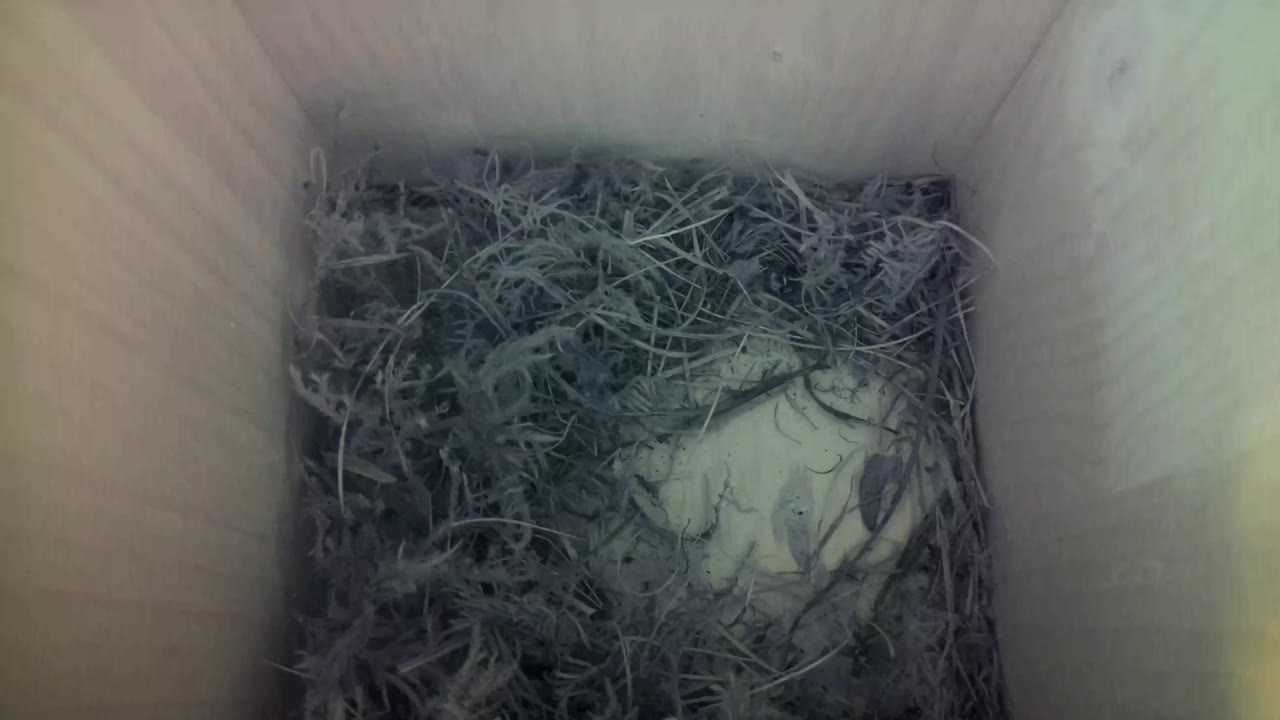 Aufnahme aus dem Vogelhaus