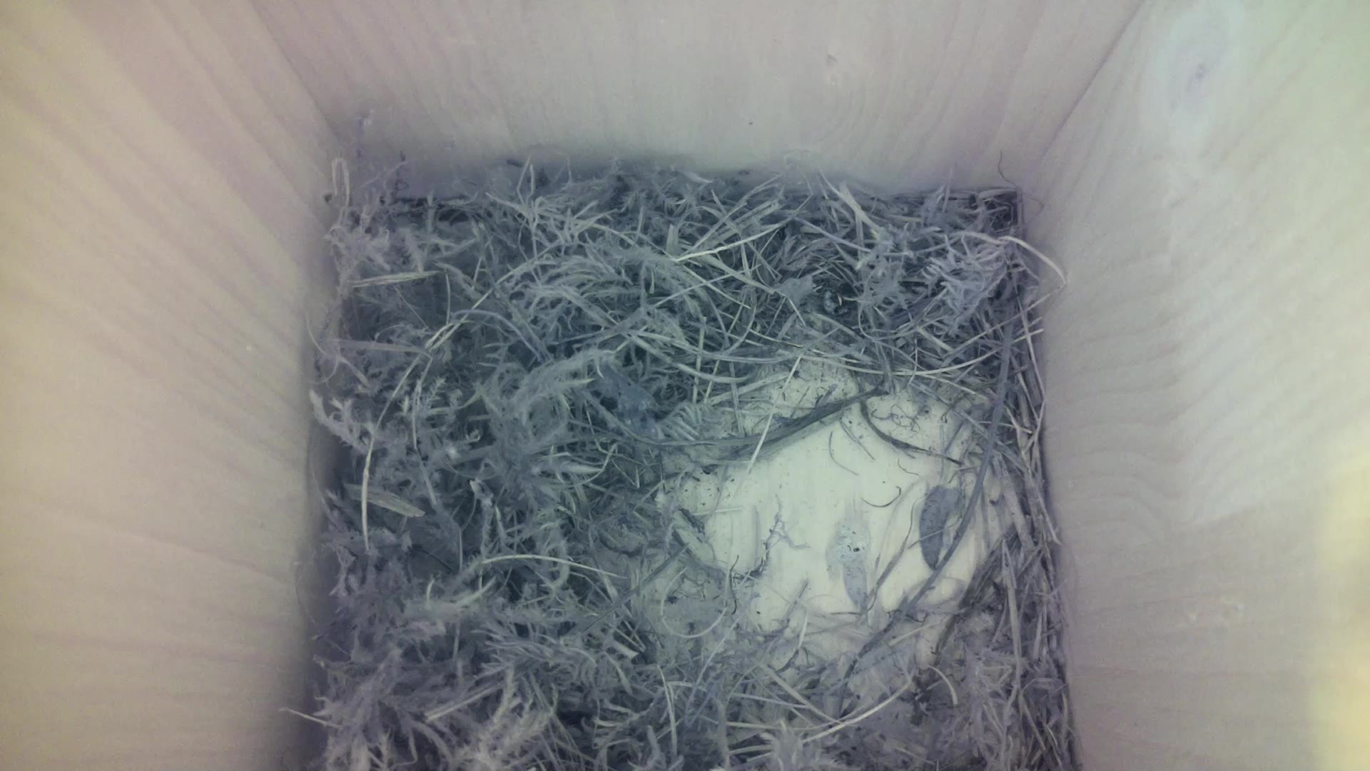Aufnahme aus dem Vogelhaus