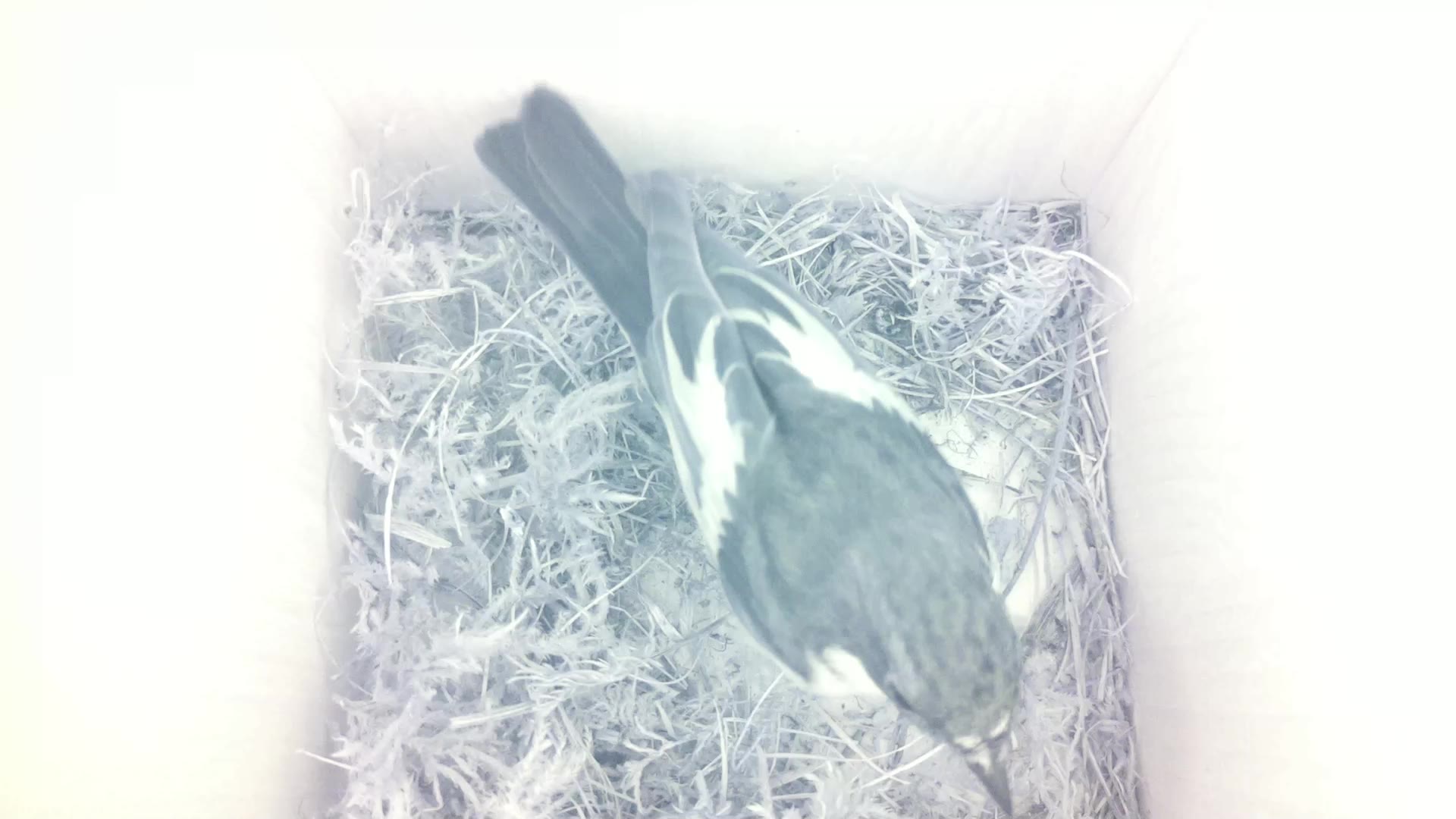 Aufnahme aus dem Vogelhaus