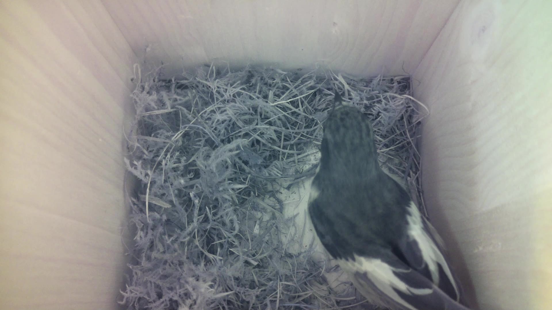 Aufnahme aus dem Vogelhaus