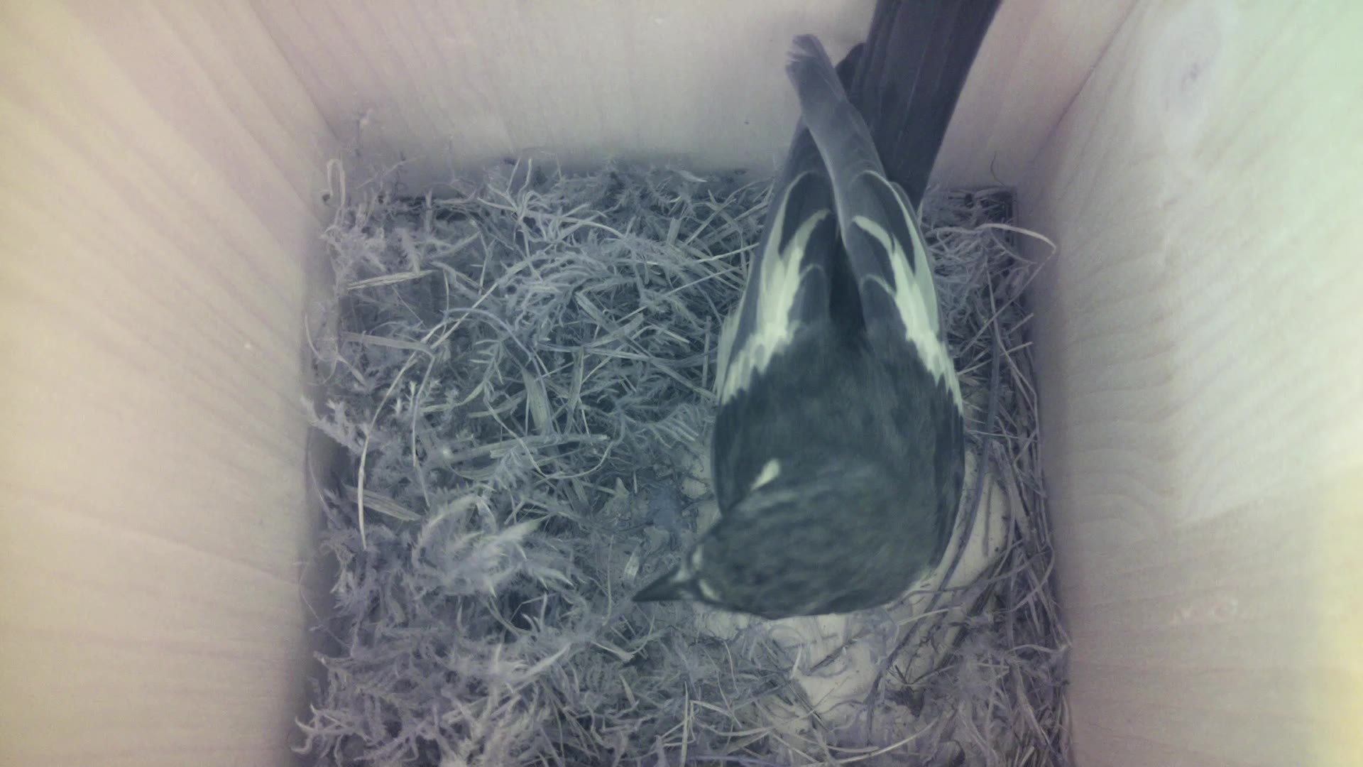 Aufnahme aus dem Vogelhaus