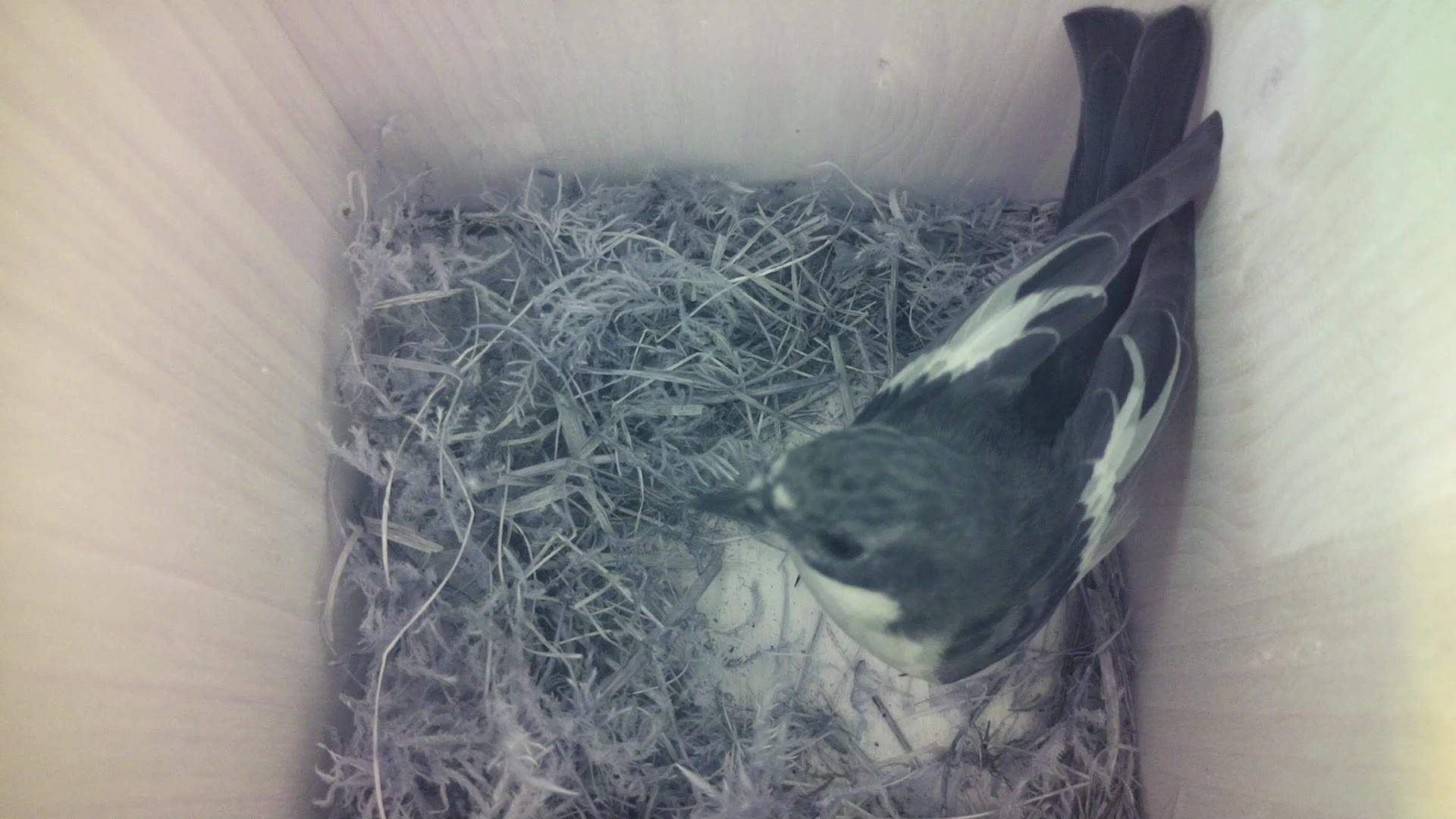 Aufnahme aus dem Vogelhaus