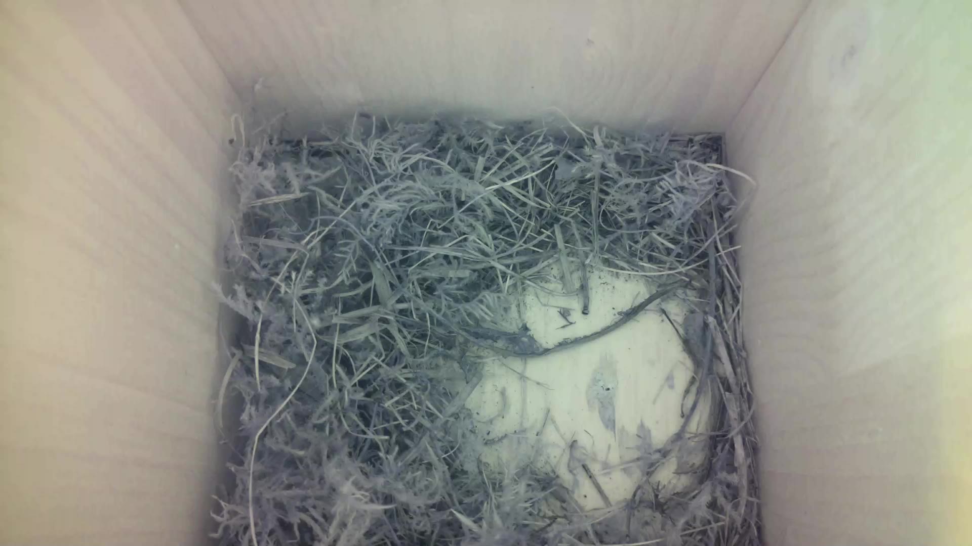 Aufnahme aus dem Vogelhaus