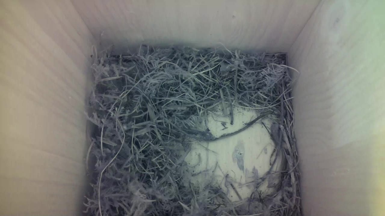 Aufnahme aus dem Vogelhaus