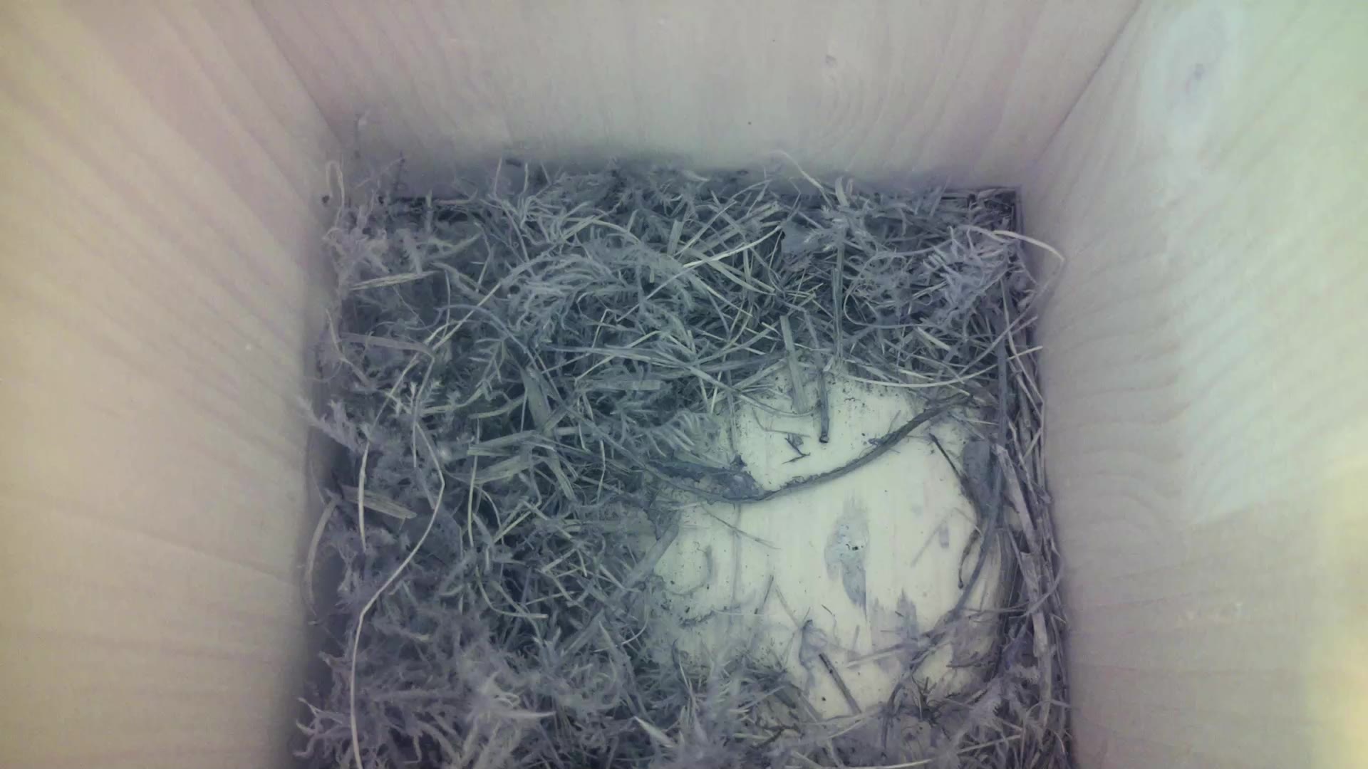 Aufnahme aus dem Vogelhaus