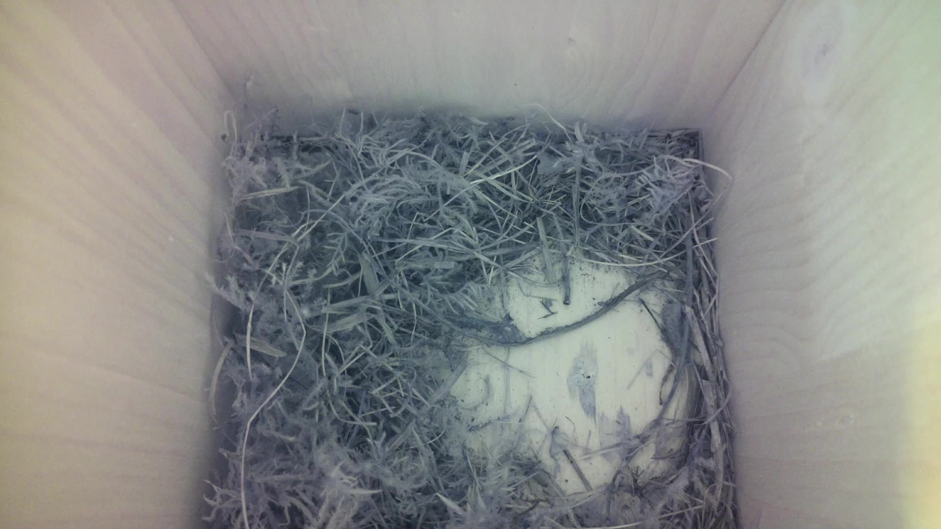 Aufnahme aus dem Vogelhaus