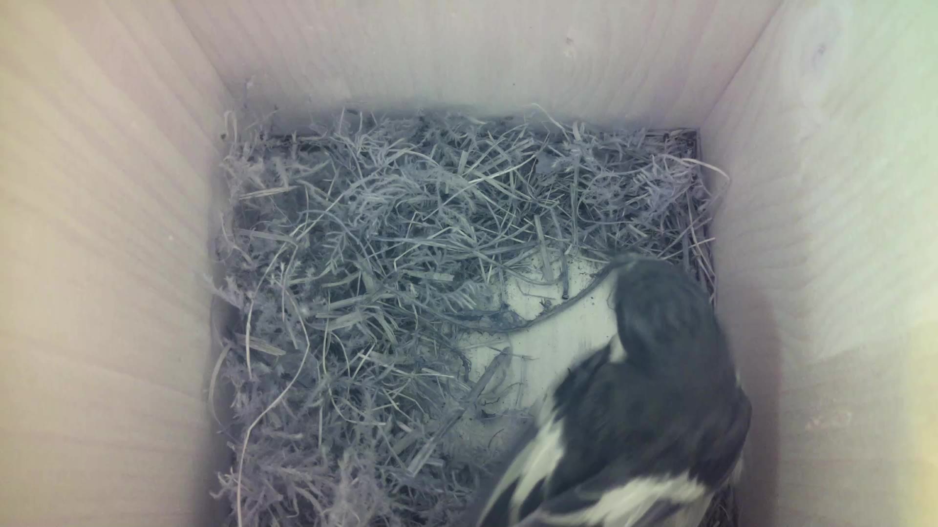 Aufnahme aus dem Vogelhaus