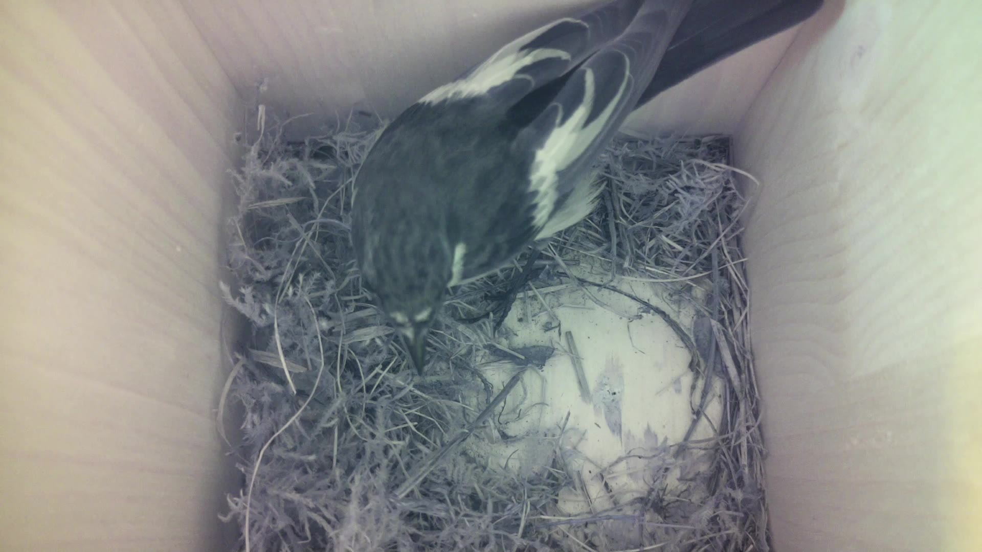Aufnahme aus dem Vogelhaus