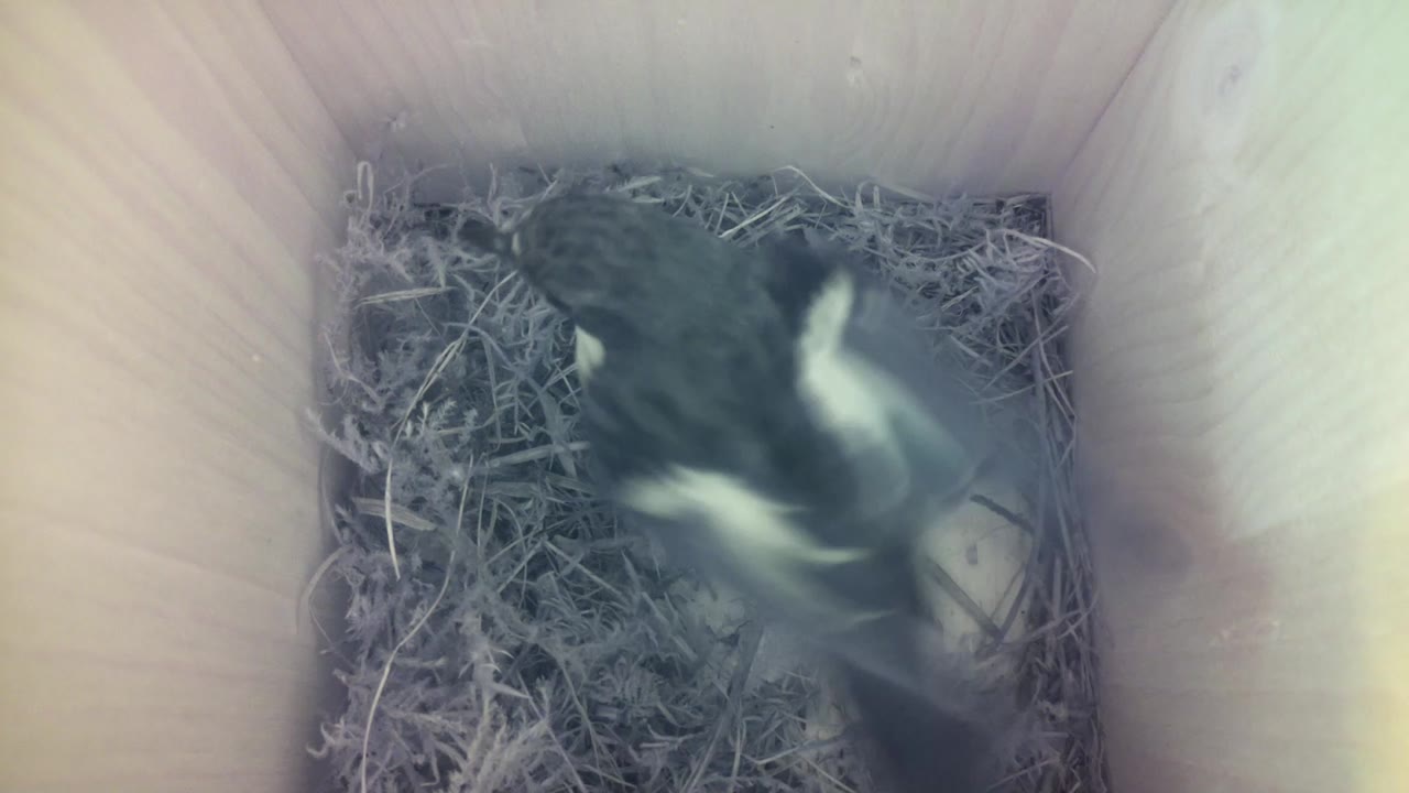 Aufnahme aus dem Vogelhaus