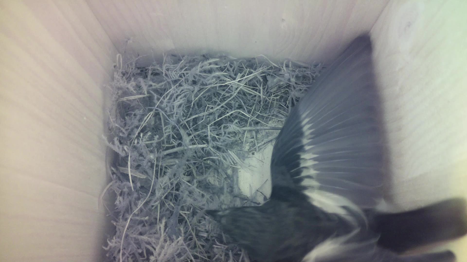 Aufnahme aus dem Vogelhaus