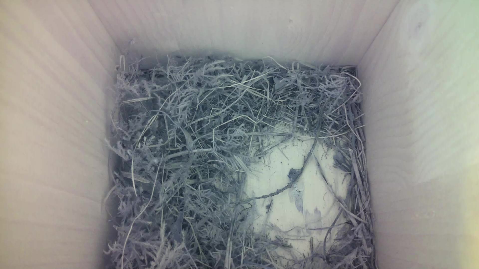 Aufnahme aus dem Vogelhaus