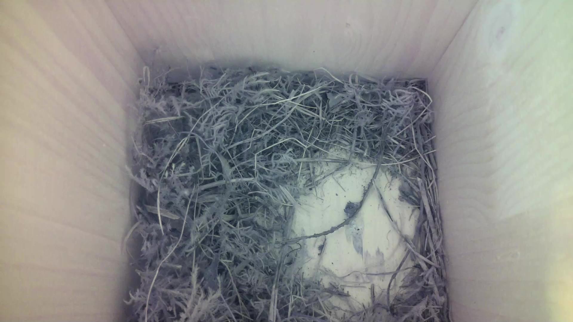Aufnahme aus dem Vogelhaus