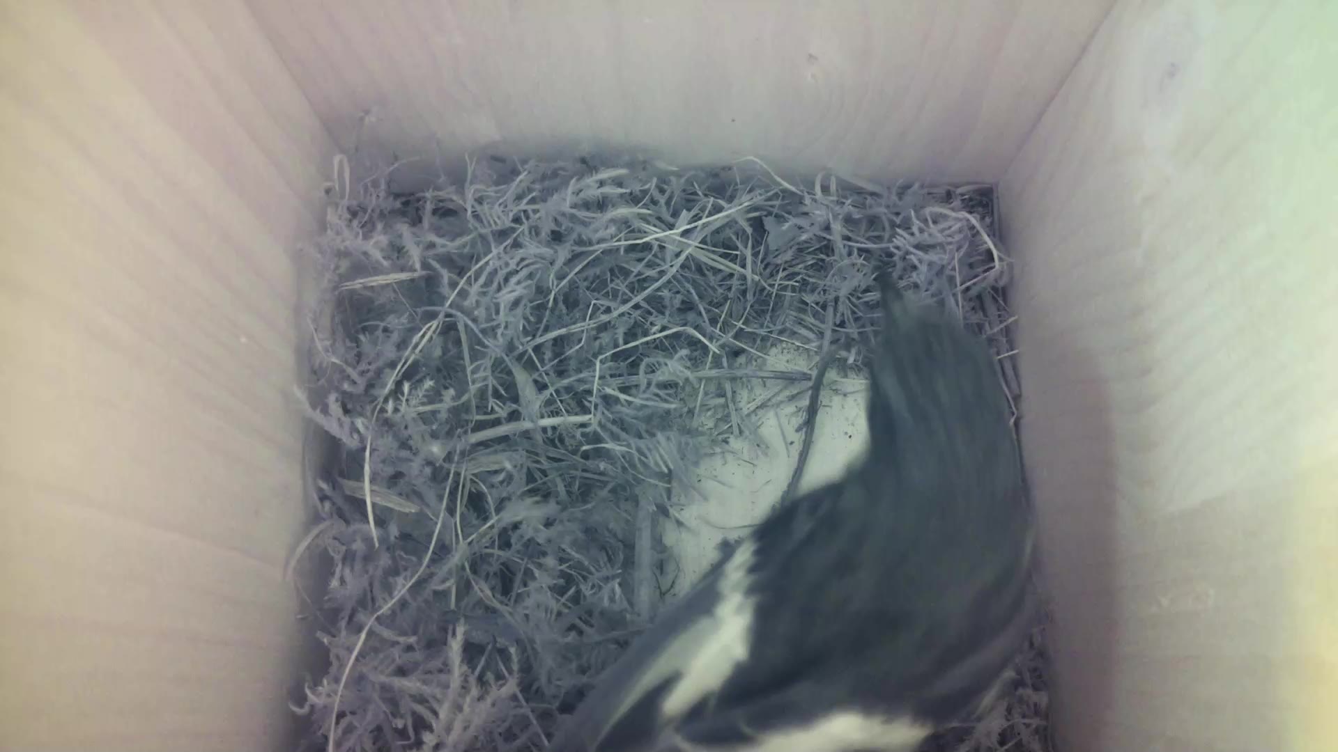 Aufnahme aus dem Vogelhaus