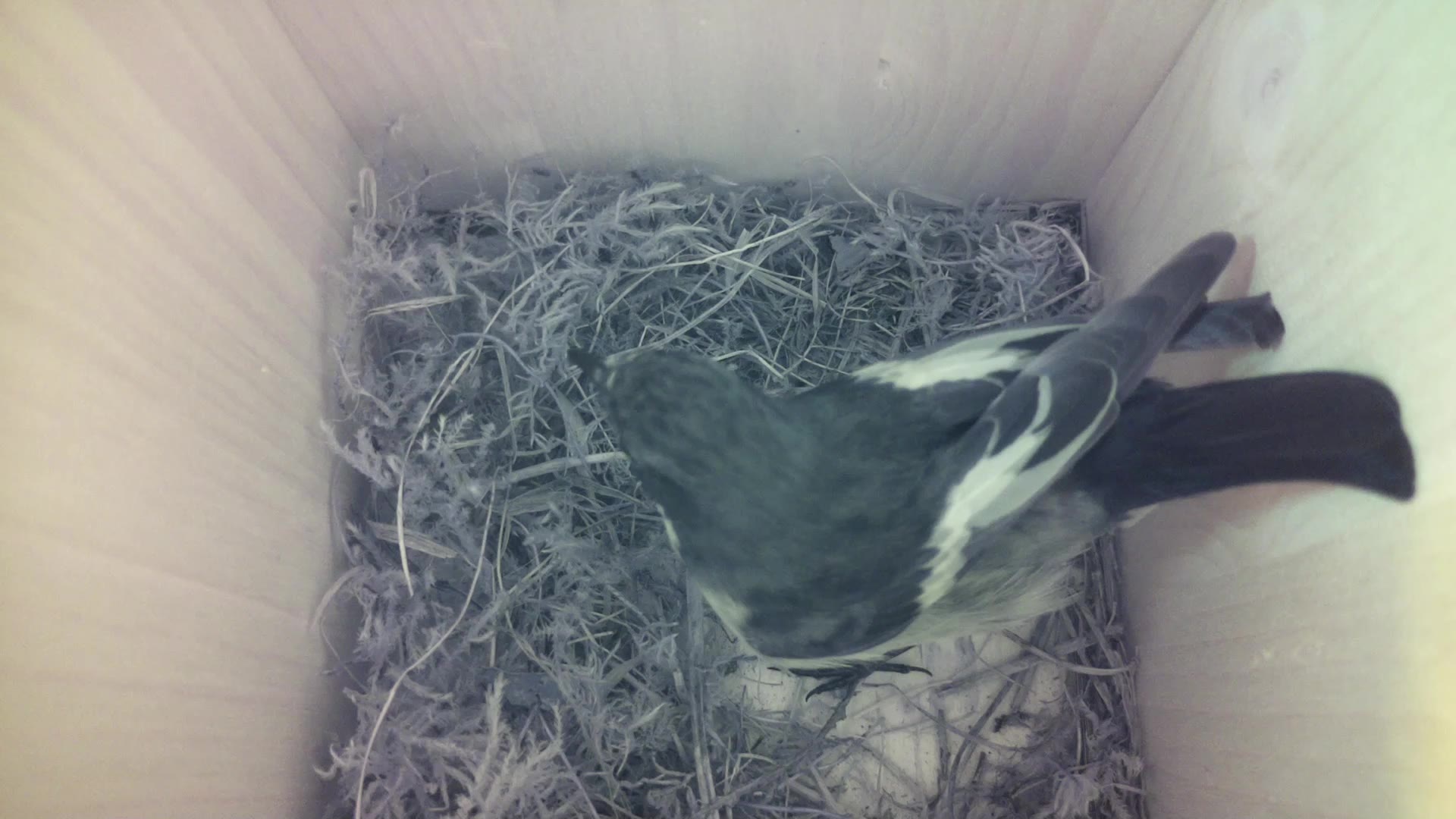 Aufnahme aus dem Vogelhaus