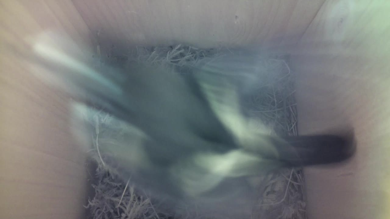 Aufnahme aus dem Vogelhaus