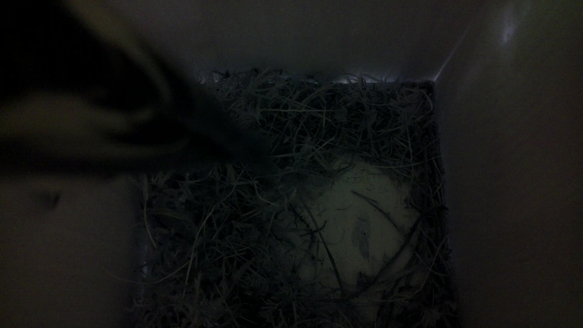 Aufnahme aus dem Vogelhaus