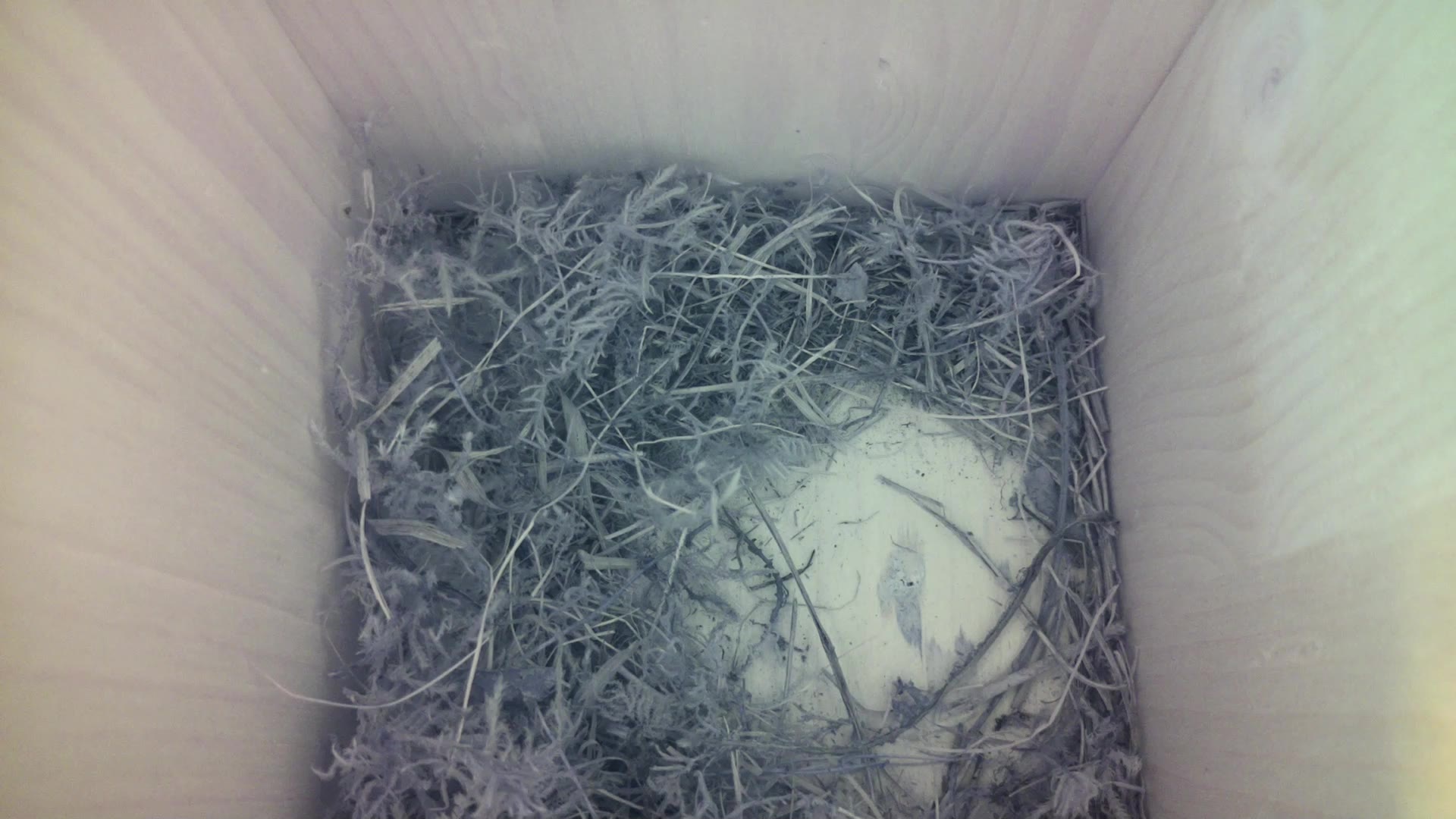 Aufnahme aus dem Vogelhaus