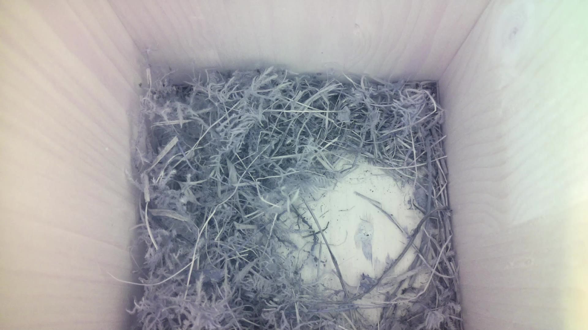 Aufnahme aus dem Vogelhaus