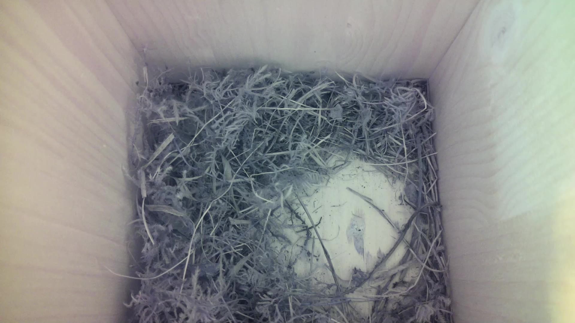 Aufnahme aus dem Vogelhaus