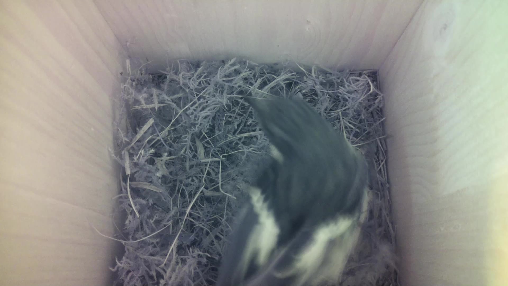 Aufnahme aus dem Vogelhaus