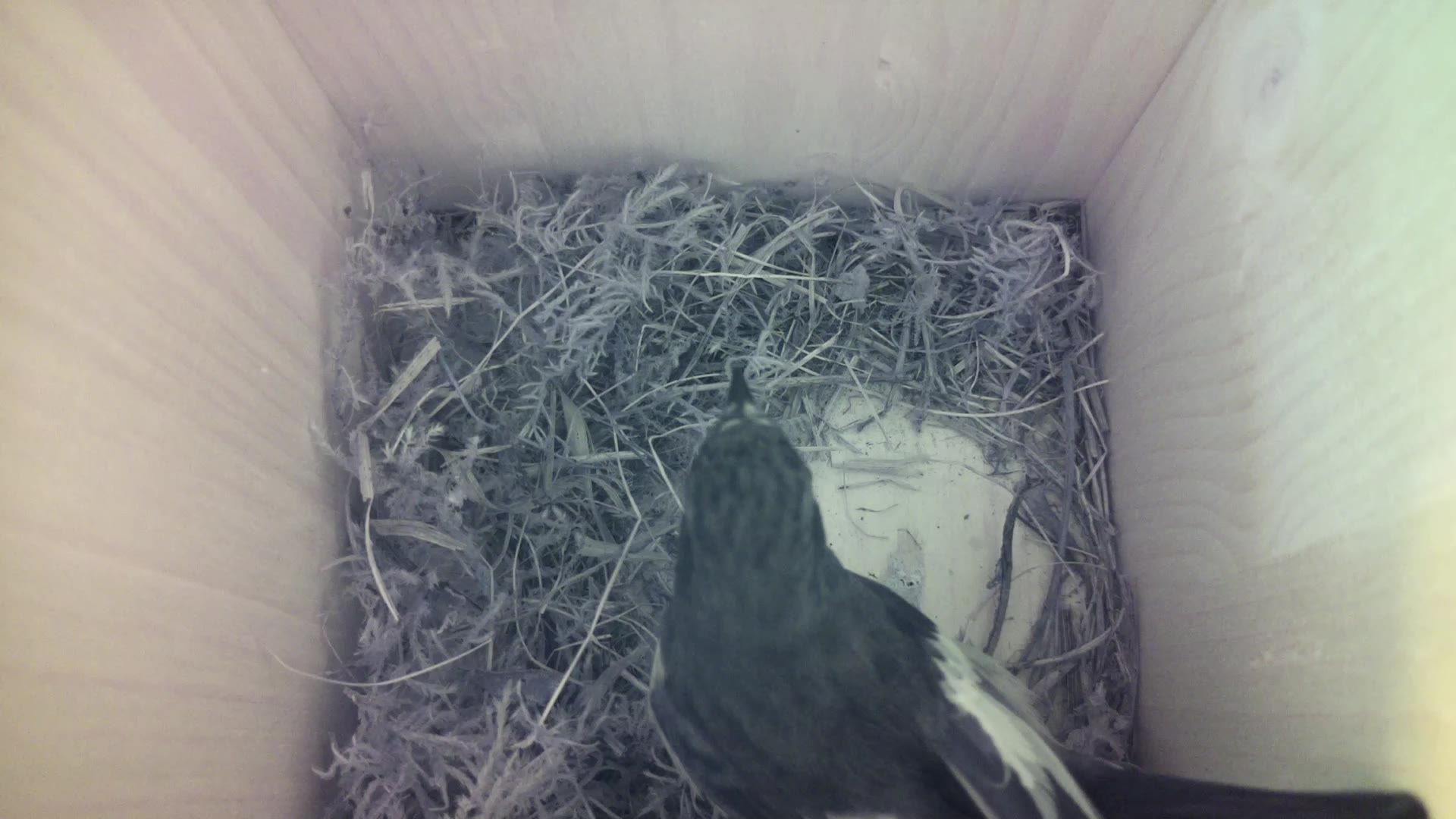 Aufnahme aus dem Vogelhaus