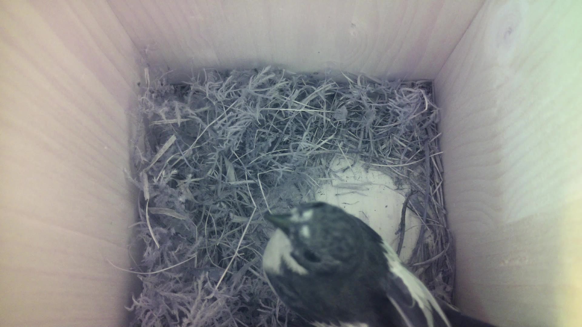 Aufnahme aus dem Vogelhaus