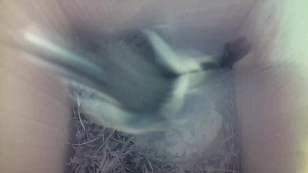 Aufnahme aus dem Vogelhaus