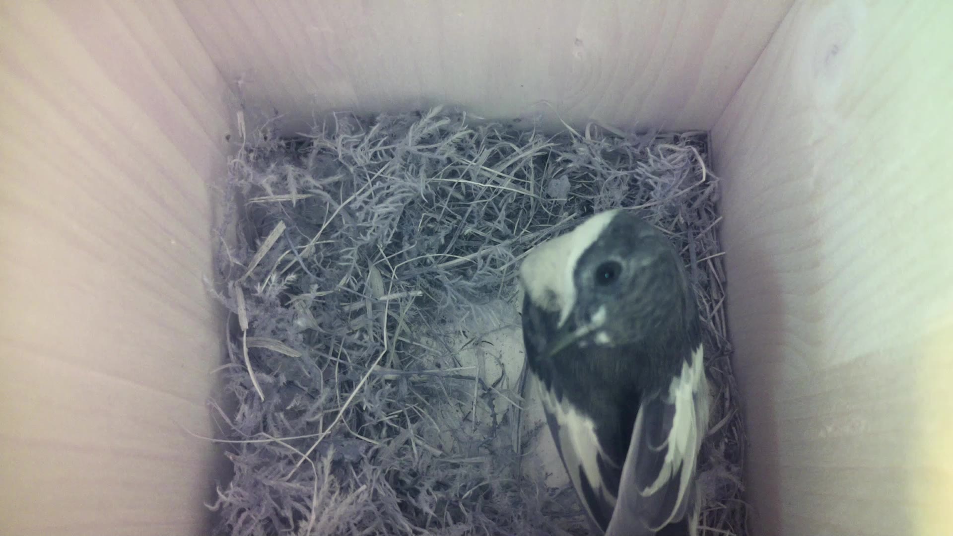 Aufnahme aus dem Vogelhaus