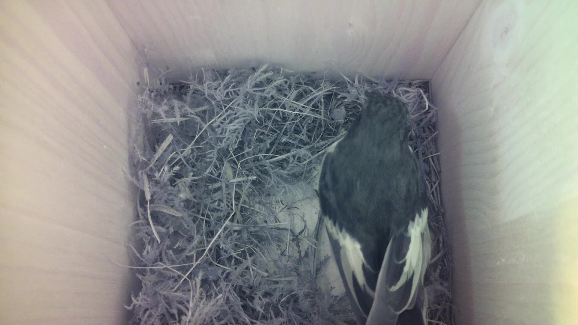 Aufnahme aus dem Vogelhaus