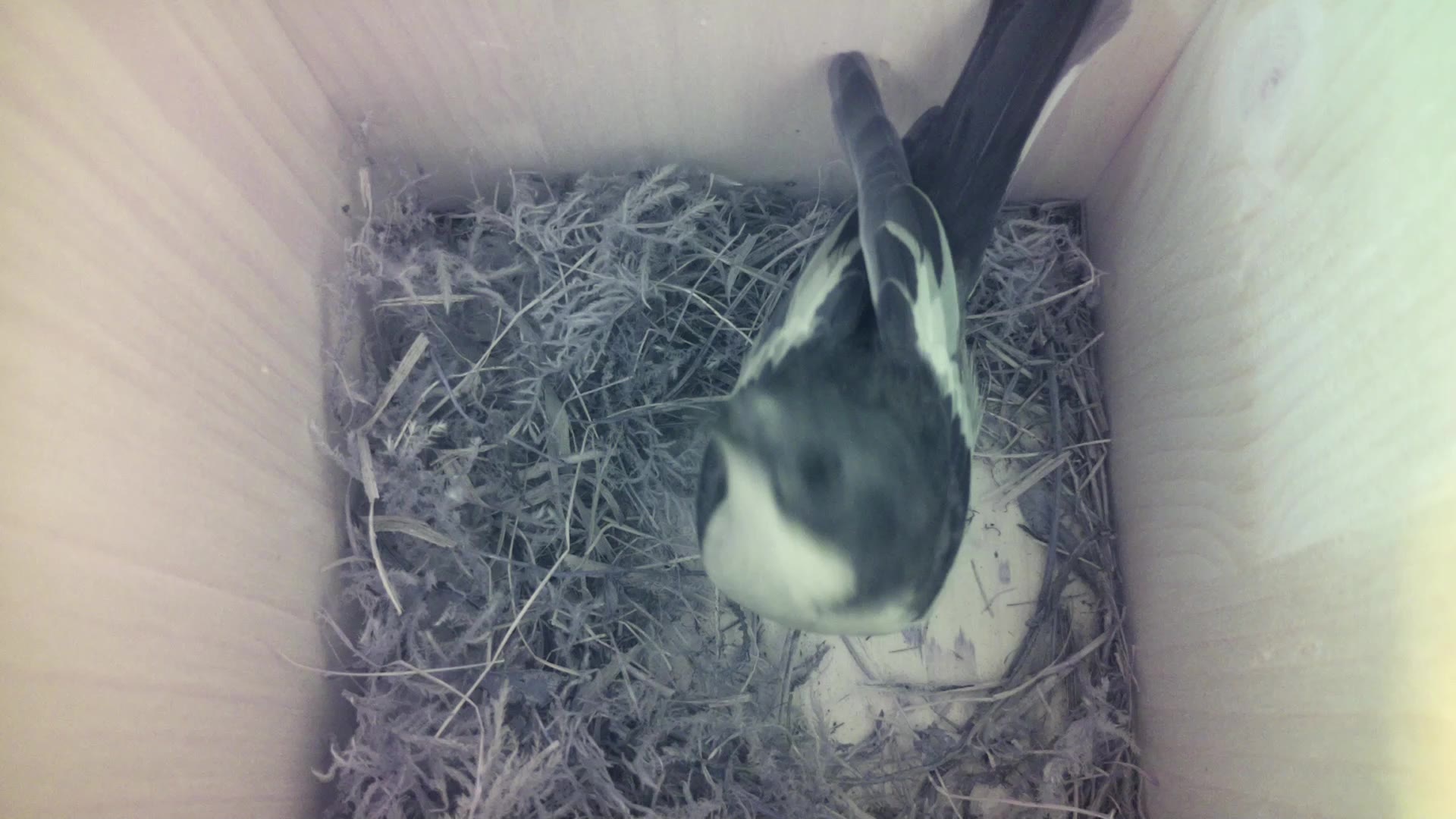 Aufnahme aus dem Vogelhaus