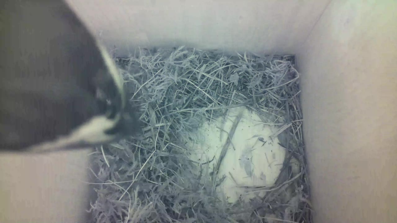 Aufnahme aus dem Vogelhaus