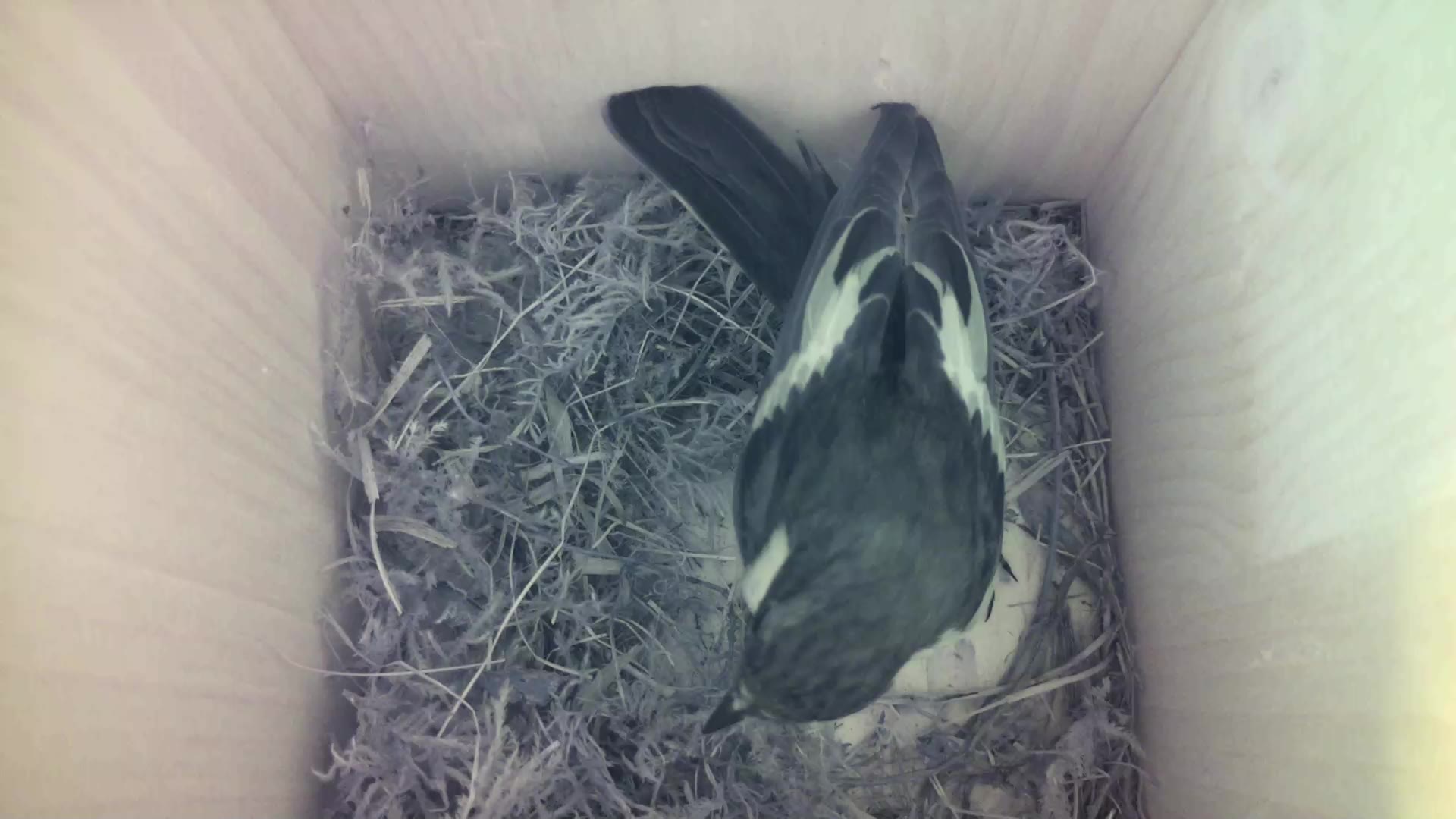 Aufnahme aus dem Vogelhaus