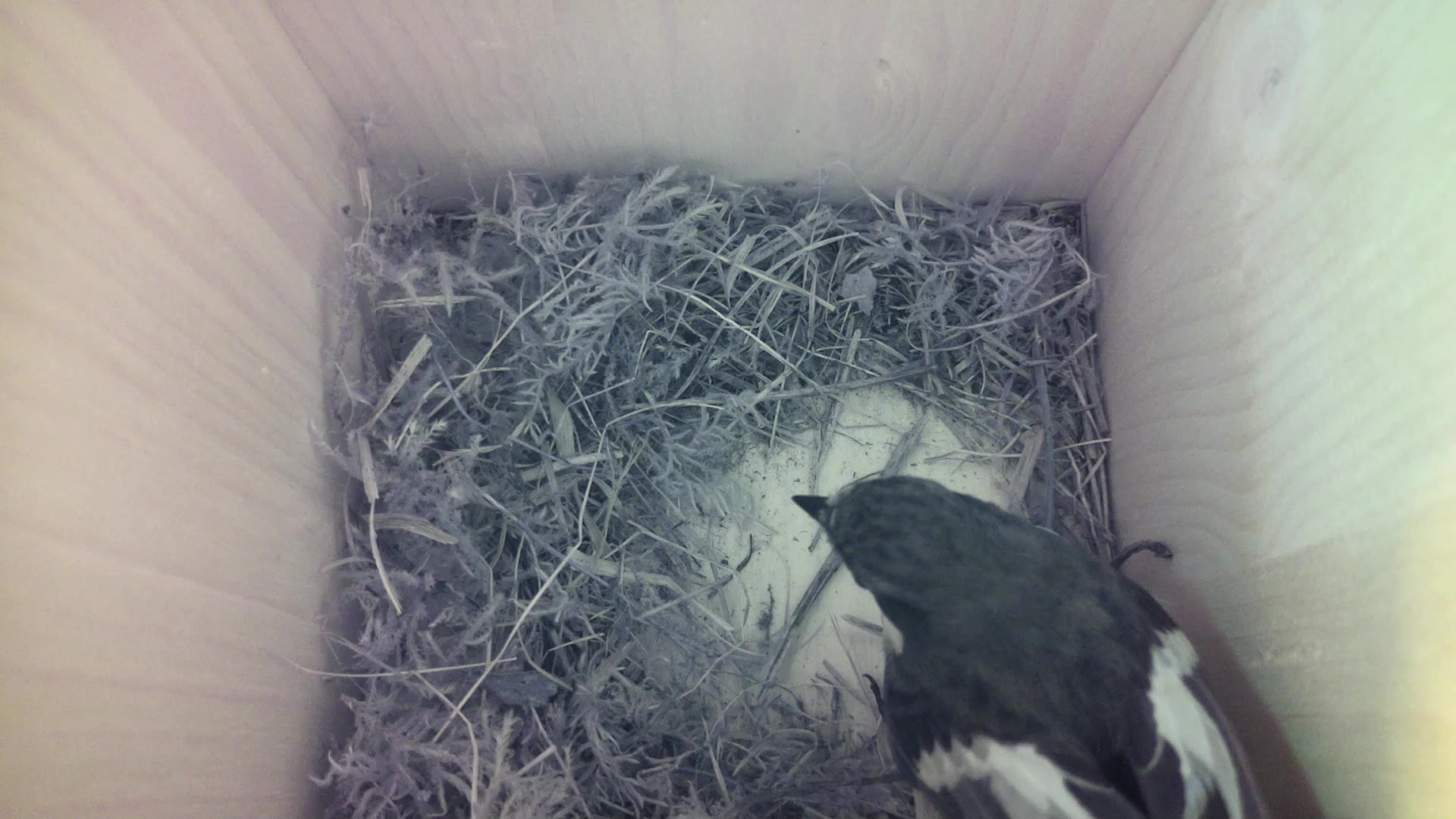 Aufnahme aus dem Vogelhaus