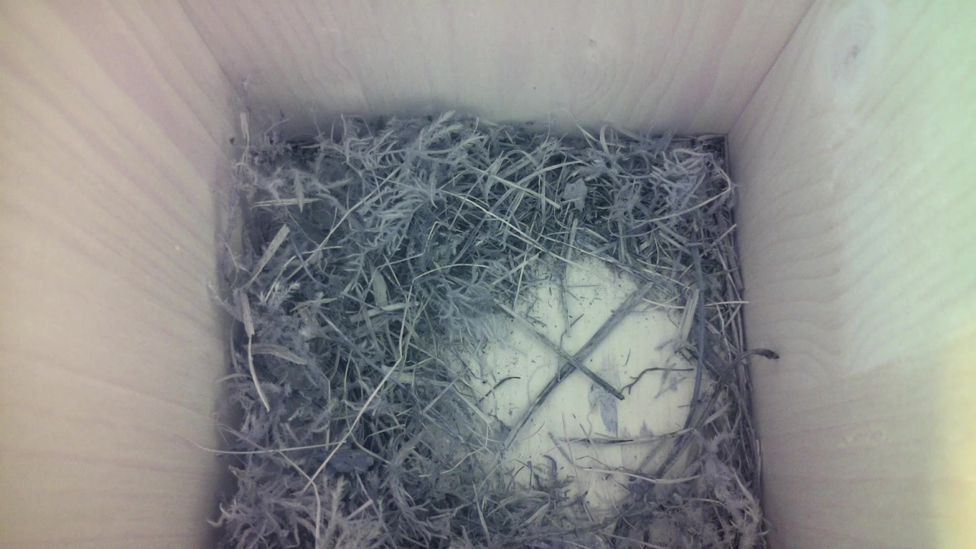 Aufnahme aus dem Vogelhaus