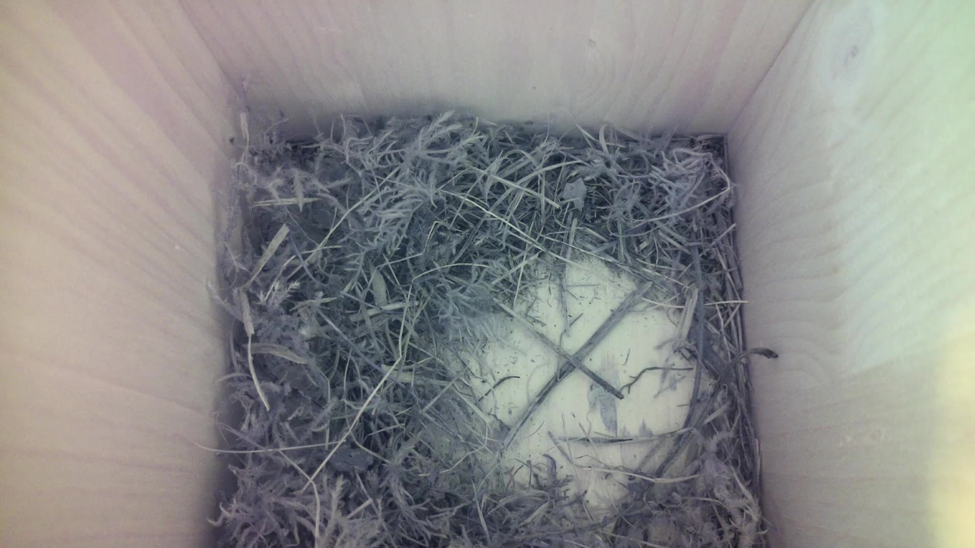 Aufnahme aus dem Vogelhaus