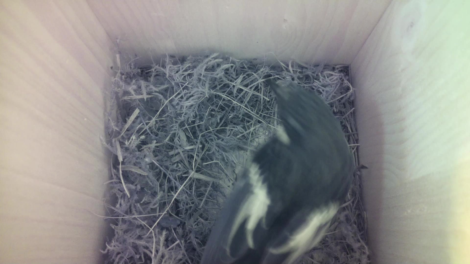 Aufnahme aus dem Vogelhaus