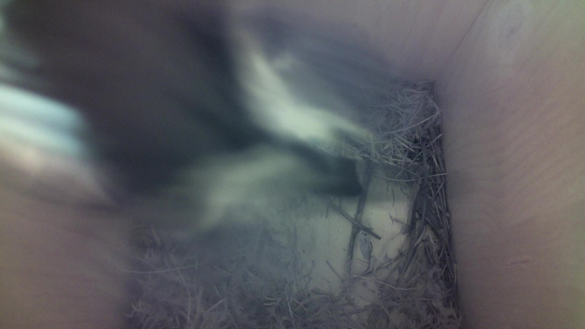 Aufnahme aus dem Vogelhaus