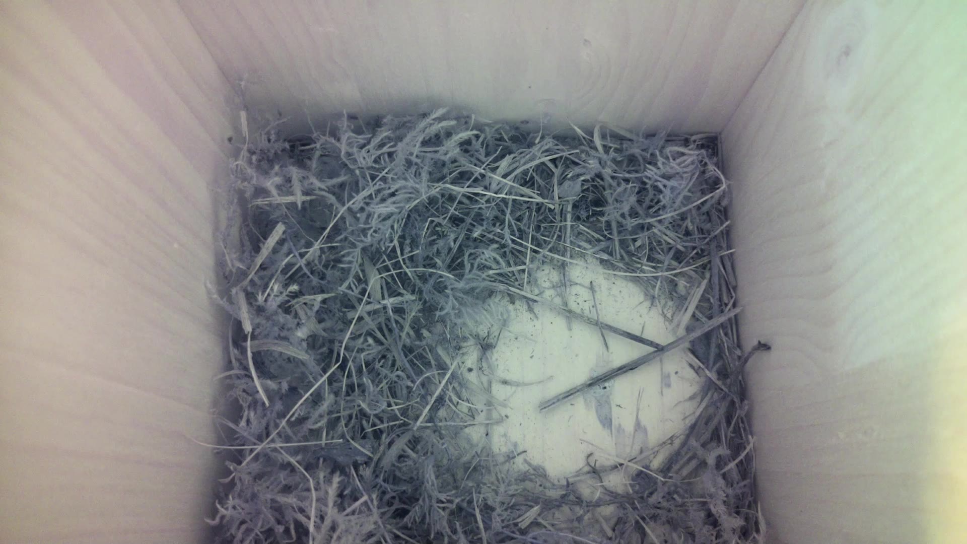 Aufnahme aus dem Vogelhaus