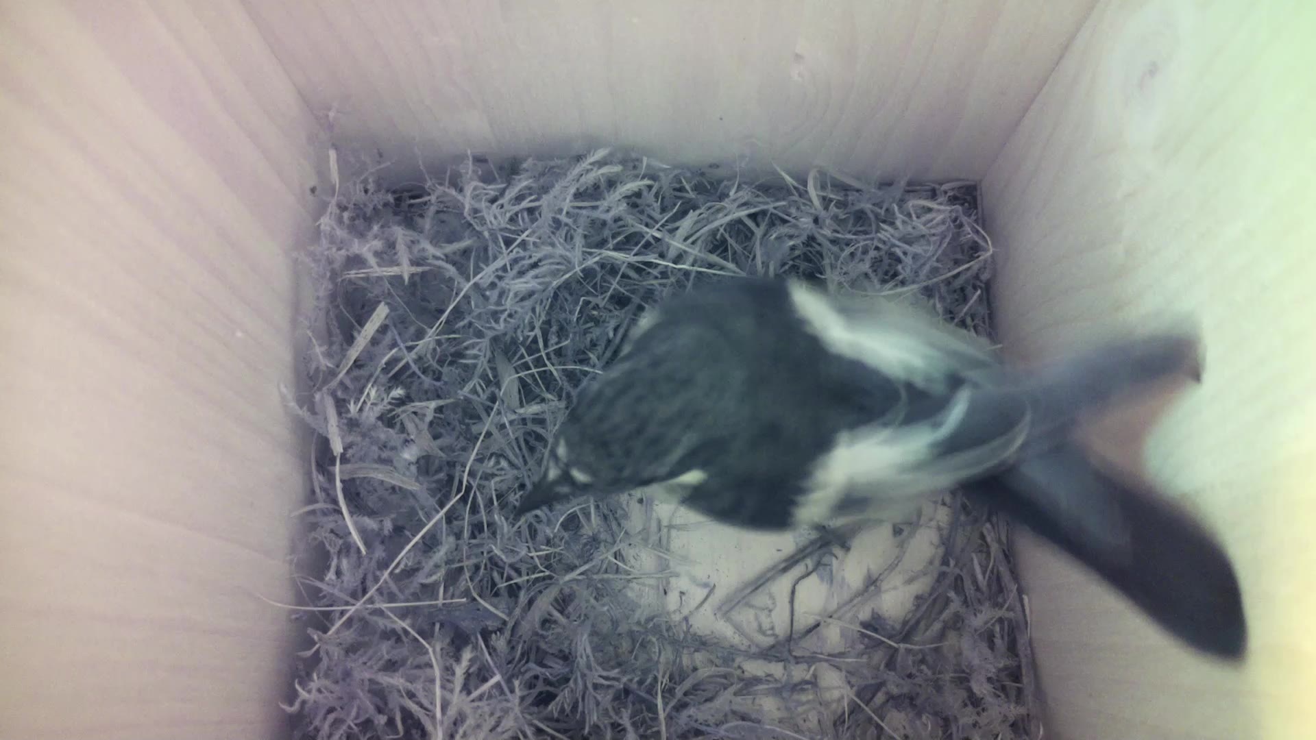 Aufnahme aus dem Vogelhaus